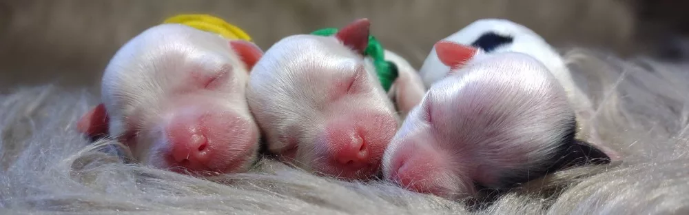 havanese-maltese-puppies-va
