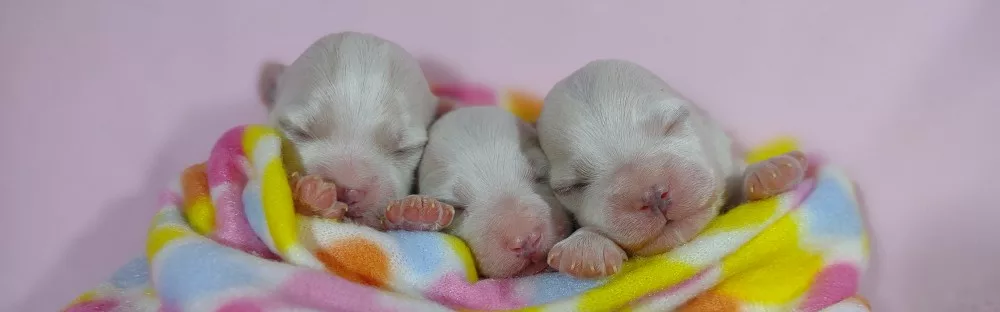 maltese-havanese-puppies-for-sale-va